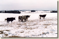 Checkel Land Auction