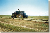 D & M Beef Producers Ltd.