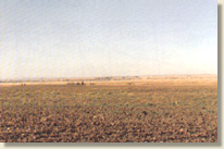 Cultivated farm land