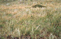 Grass on the west side